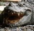 Šťástkova obhajoba Hrubé: udavači, obnovení činnosti VONSu a ti krokodýli