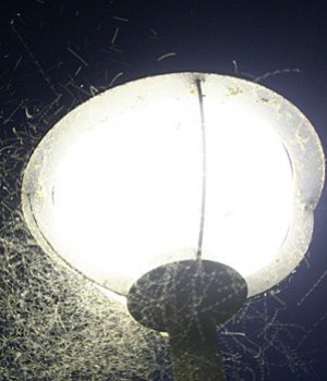 Krno se připojí k zítřejšímu celosvětovému zhasínání: Rožne